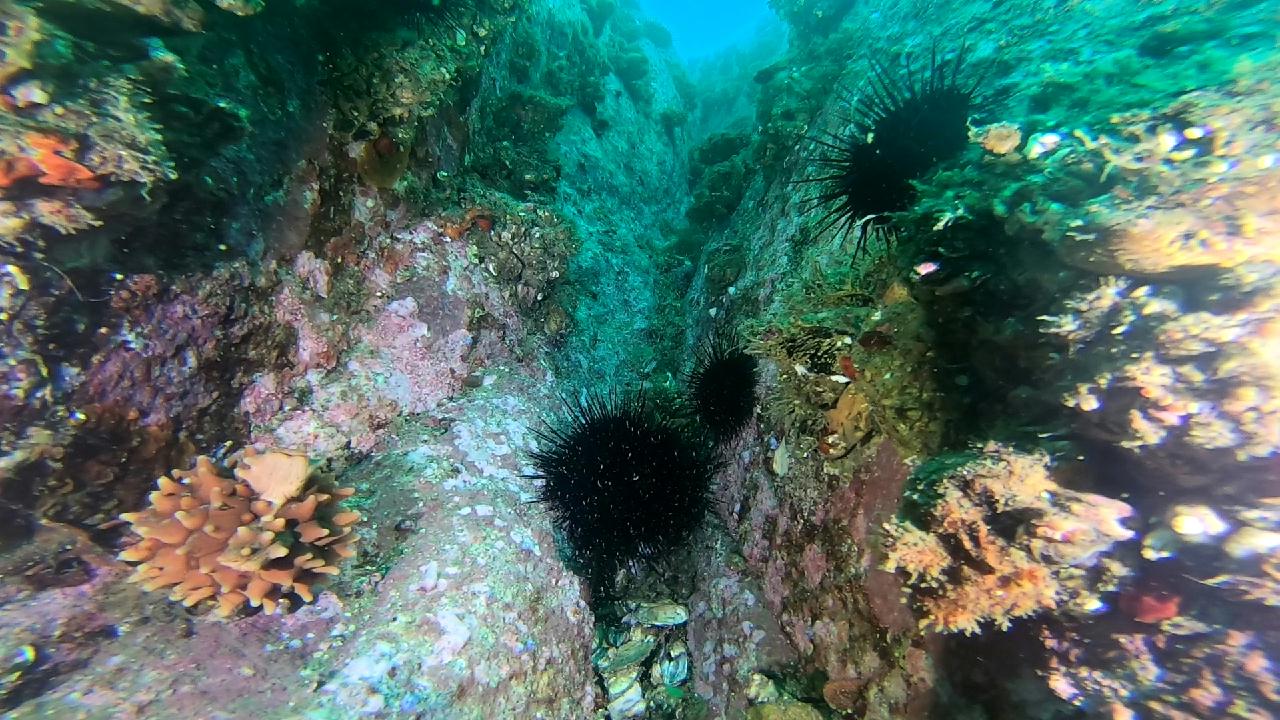 양양 칸다이브_자연짬 이쁜데