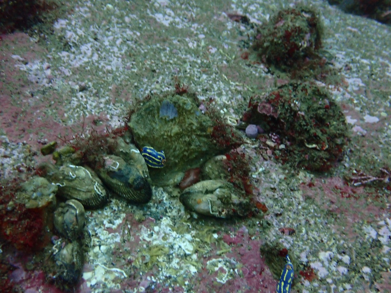 양양 칸다이브_자연짬 이쁜데