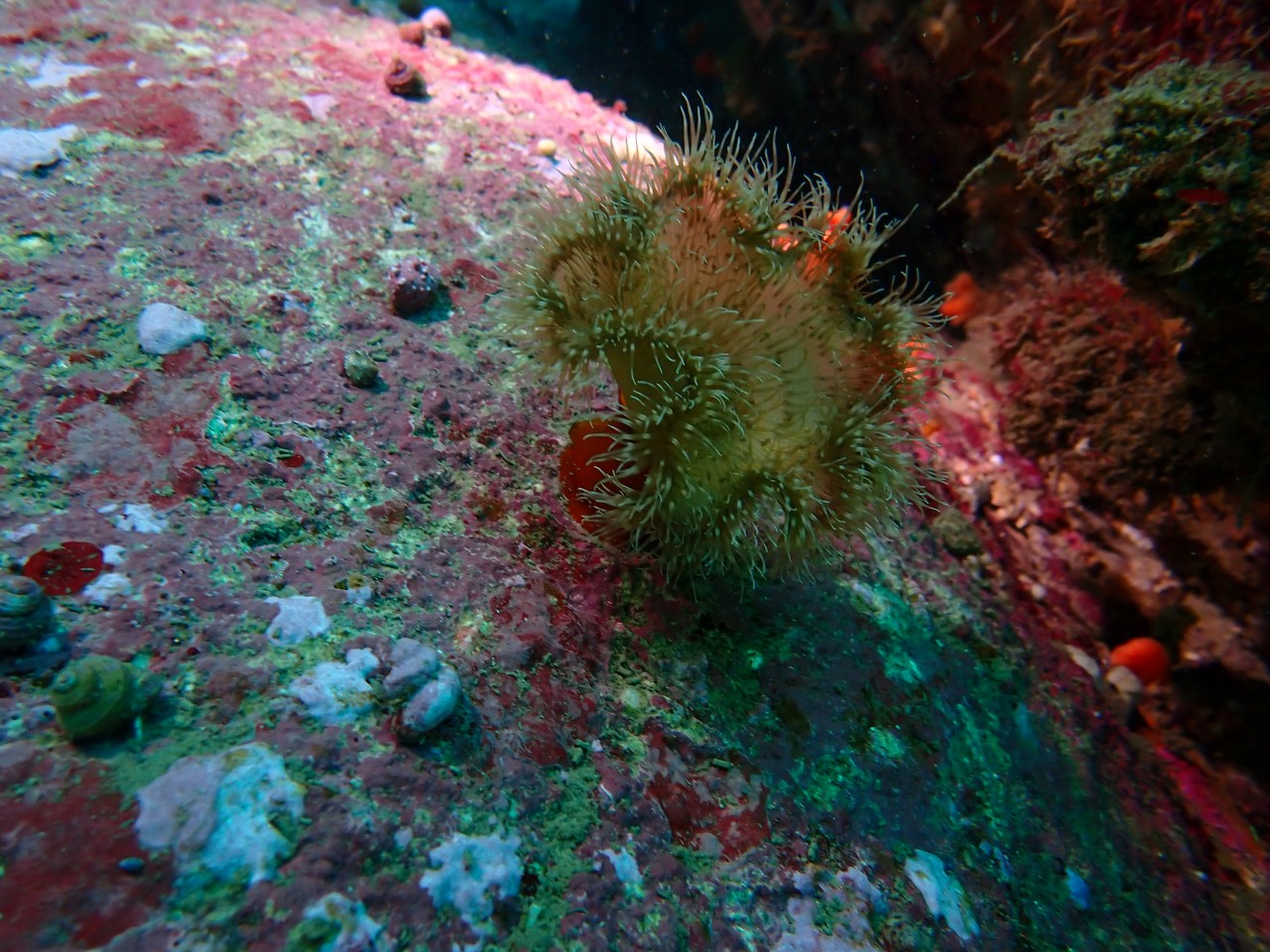 양양 칸다이브_자연짬 이쁜데