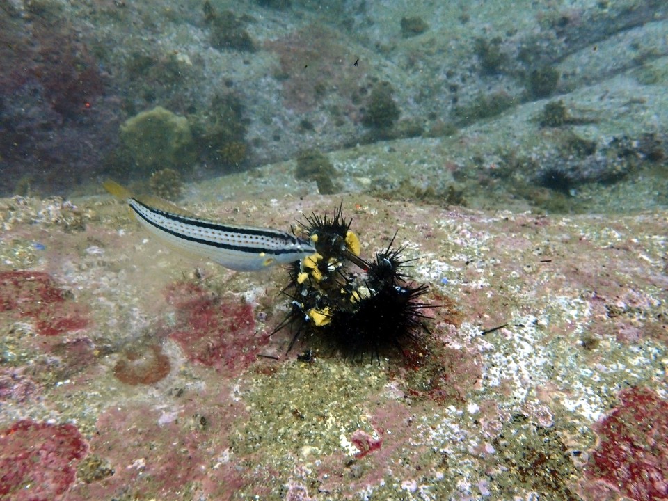 양양 칸다이브_자연짬 이쁜데