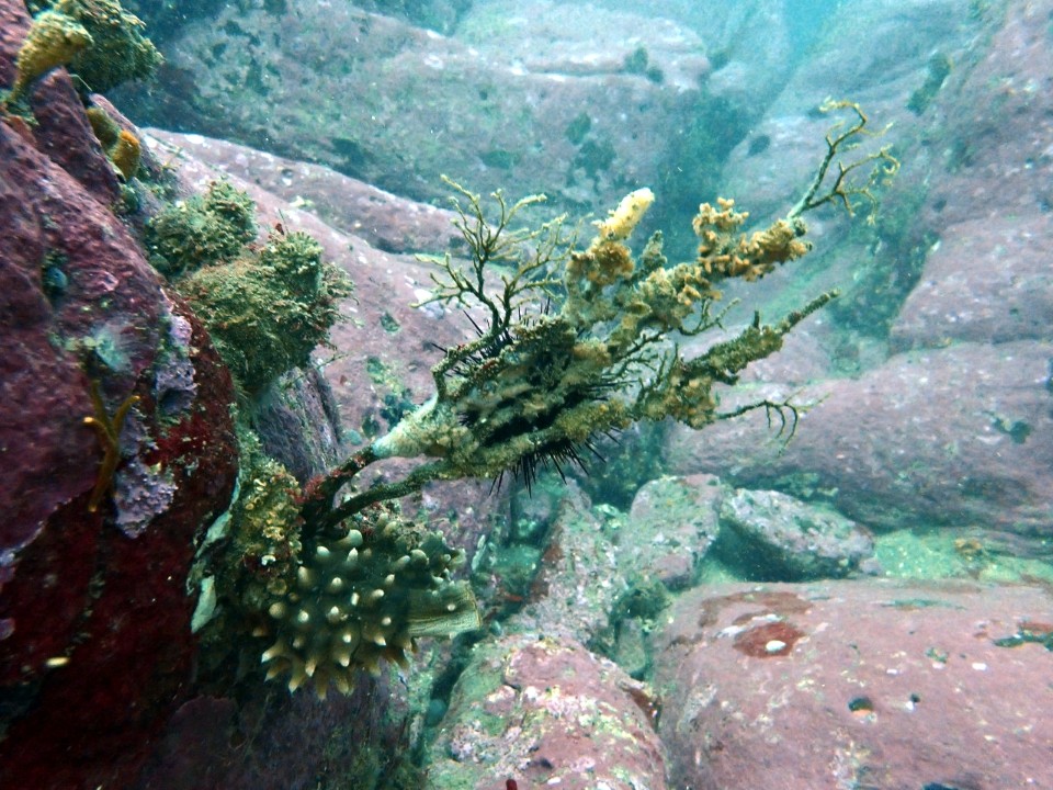 양양 칸다이브_자연짬 이쁜데