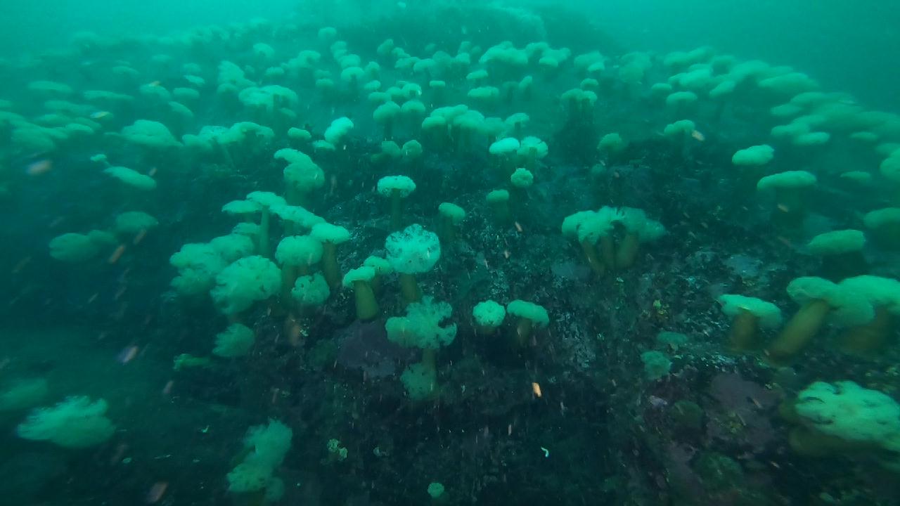 양양 칸다이브_용궁