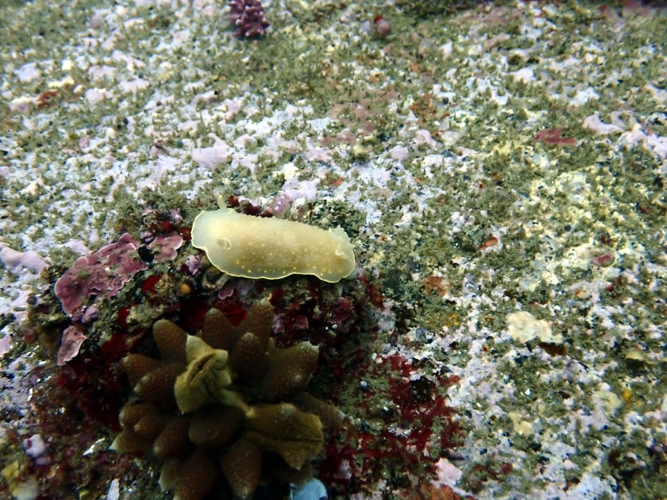 양양 칸다이브_자연짬 이쁜데