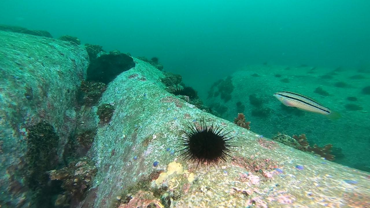 양양 칸다이브_자연짬 이쁜데