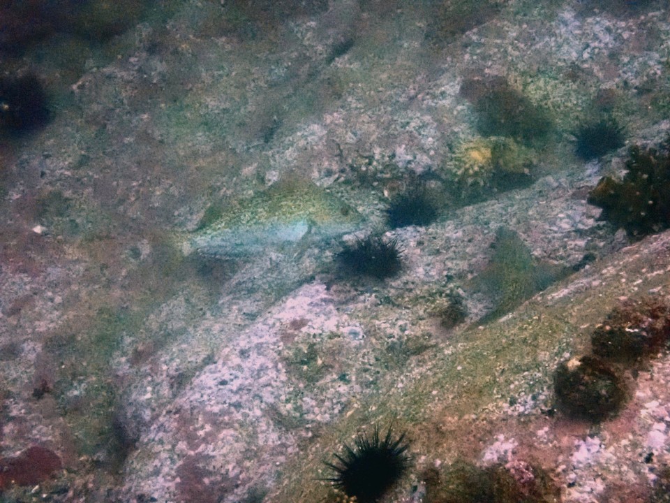 양양 칸다이브_자연짬 이쁜데