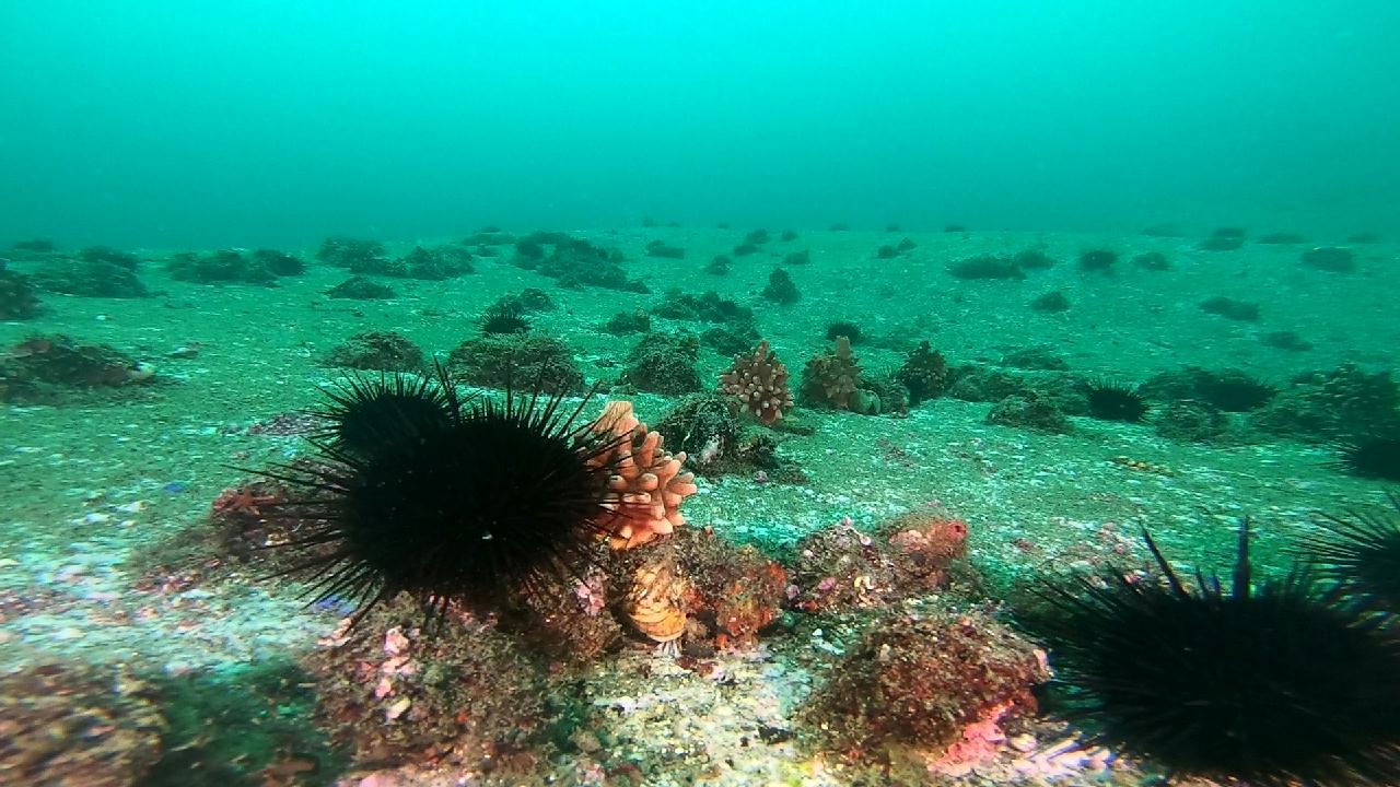 양양 칸다이브_자연짬 이쁜데