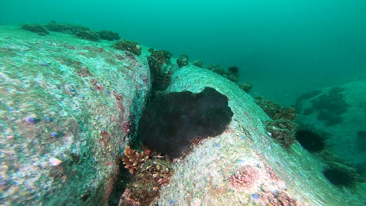 양양 칸다이브_자연짬 이쁜데