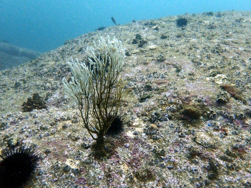 양양 칸다이브_자연짬 이쁜데