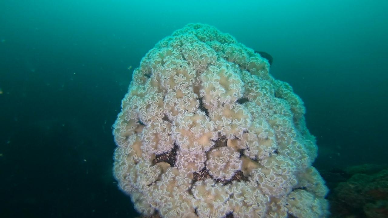 양양 칸다이브_용궁