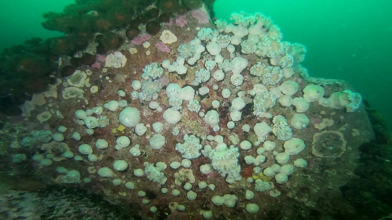 고성 문암 _ 금강산