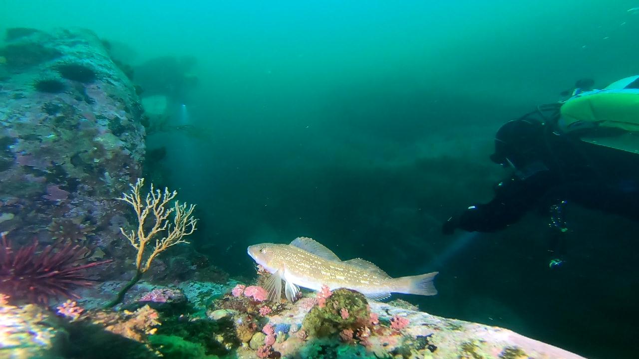 고성 문암 _ 금강산