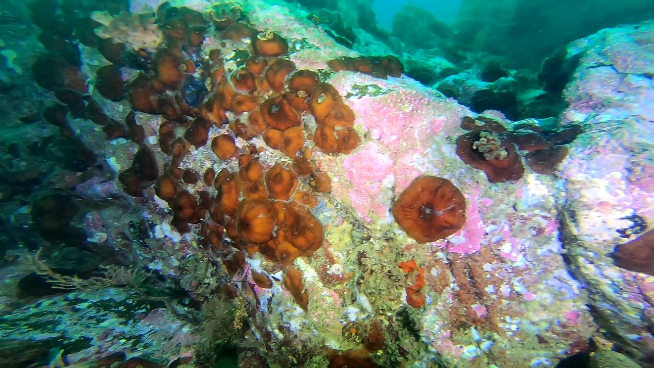 고성 문암 _ 금강산