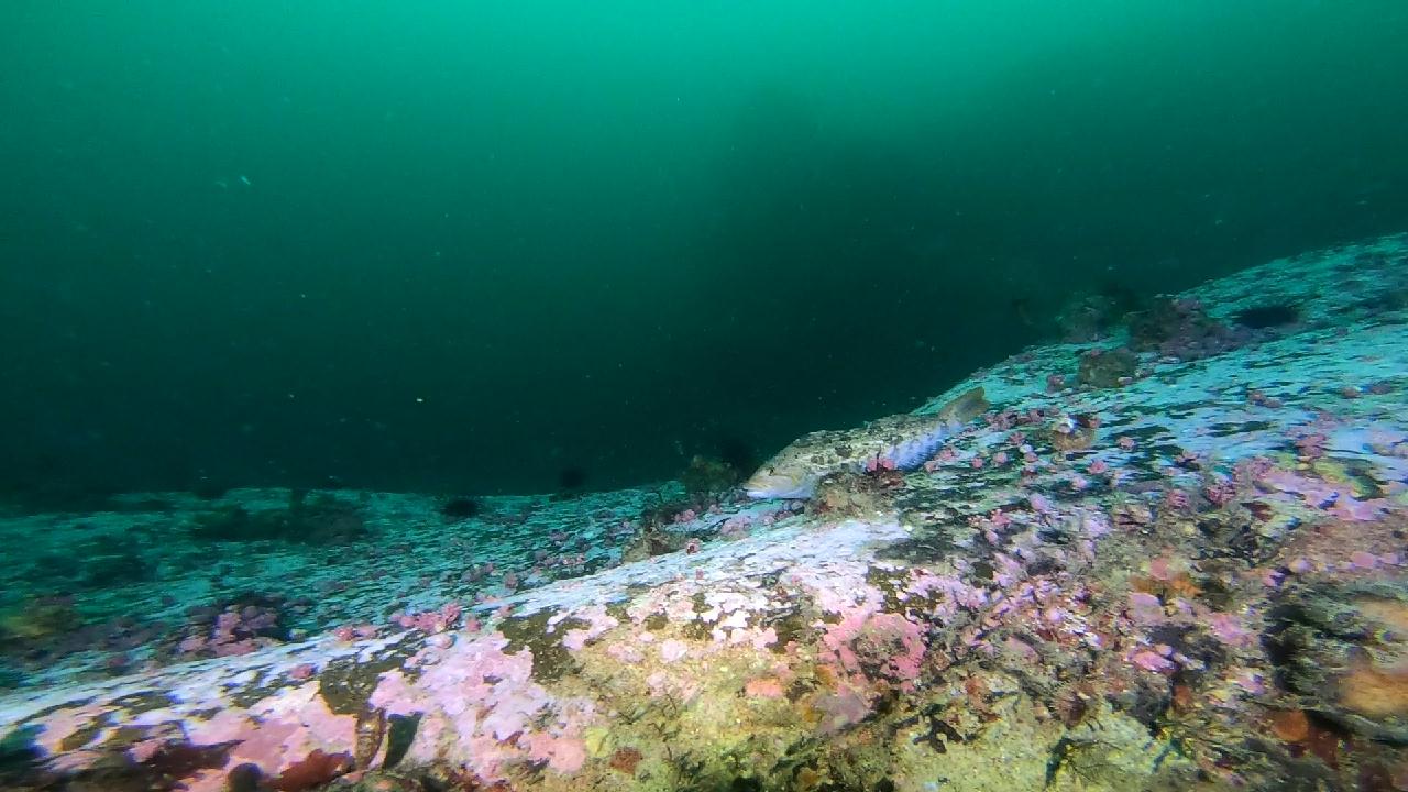 고성 문암 _ 금강산