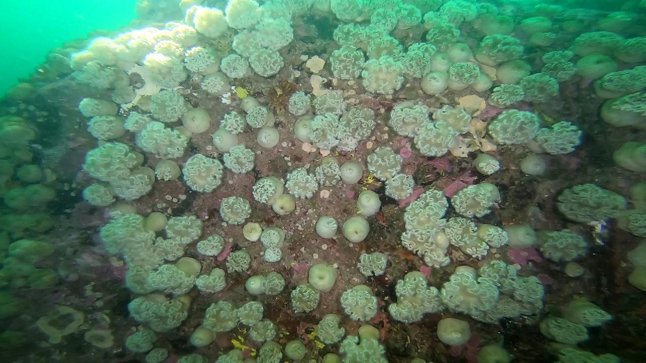 고성 문암 _ 금강산