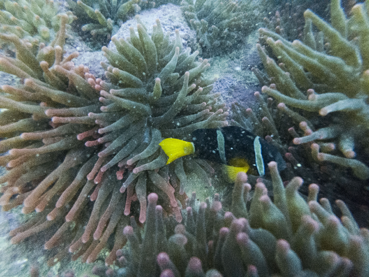 섶섬- 작은한개창