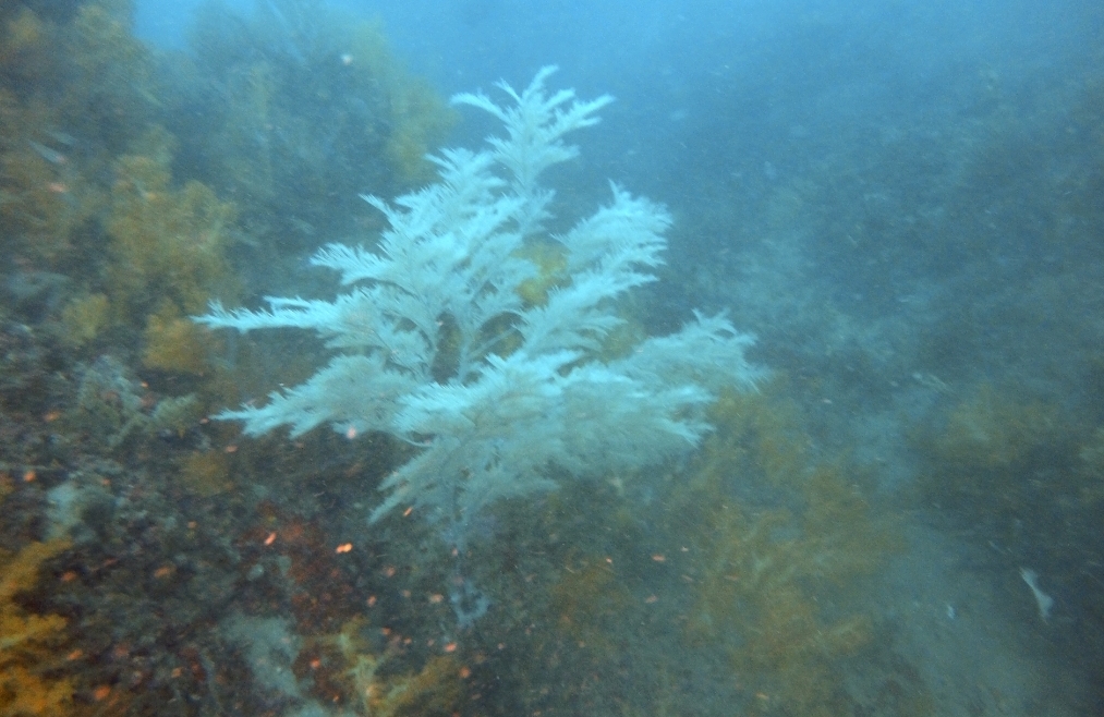 범섬(본섬→새끼섬)