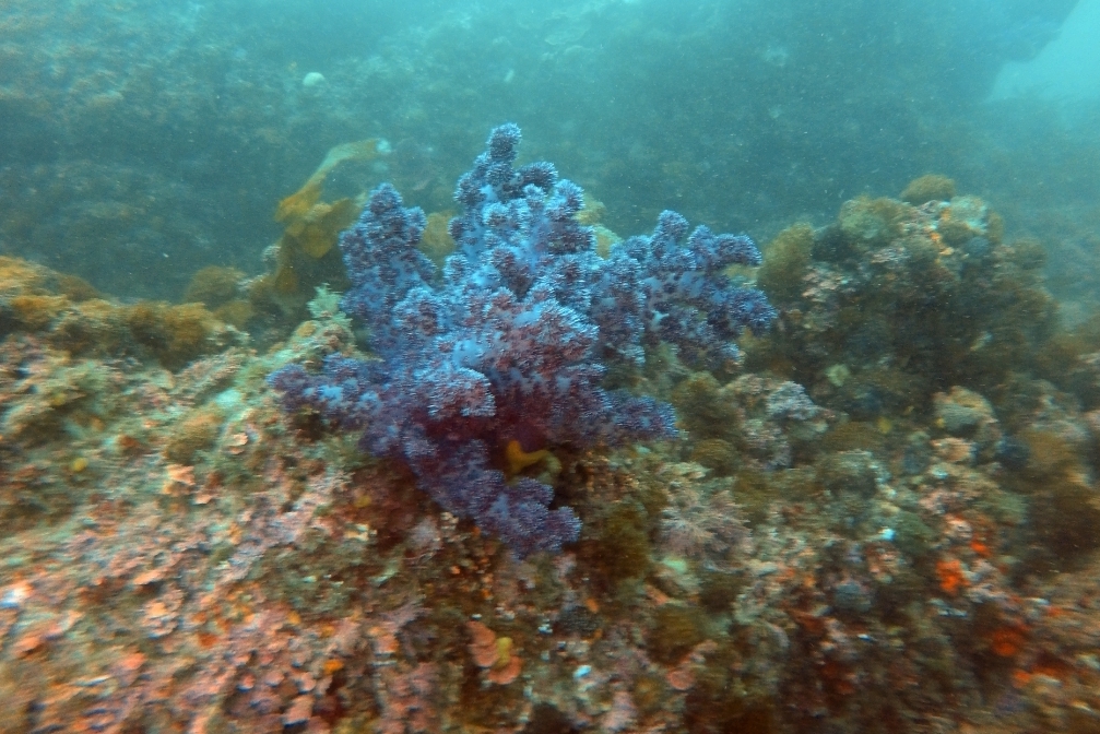 범섬(본섬→새끼섬)