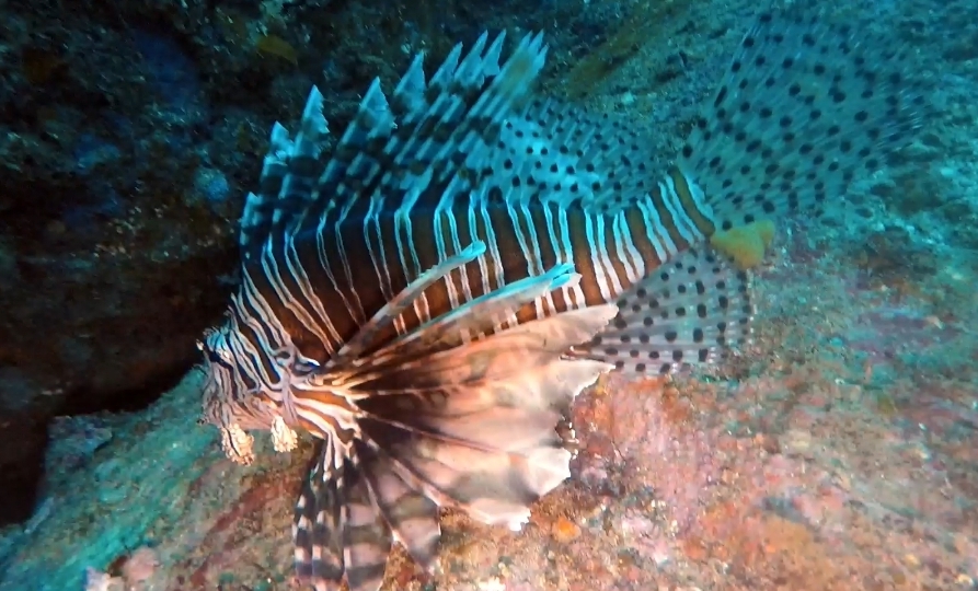 섶섬- 작은한개창