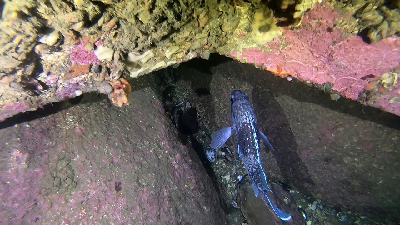 양양 칸다이브_모래바닥, 인공어초