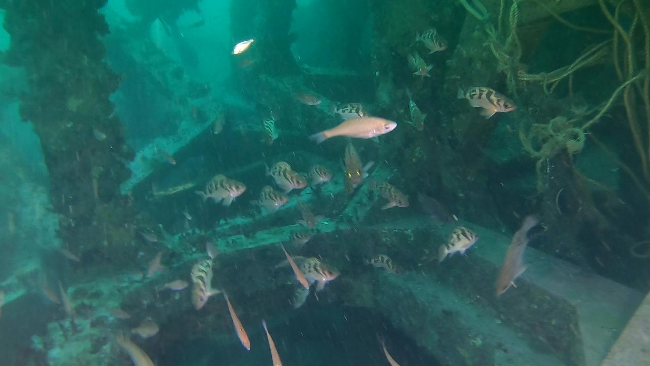 양양 칸다이브_모래바닥, 인공어초