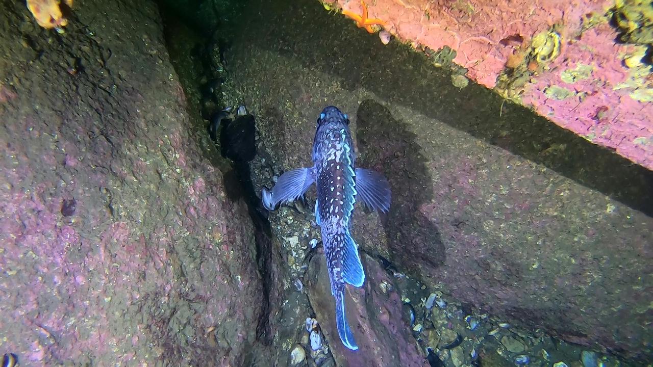 양양 칸다이브_모래바닥, 인공어초