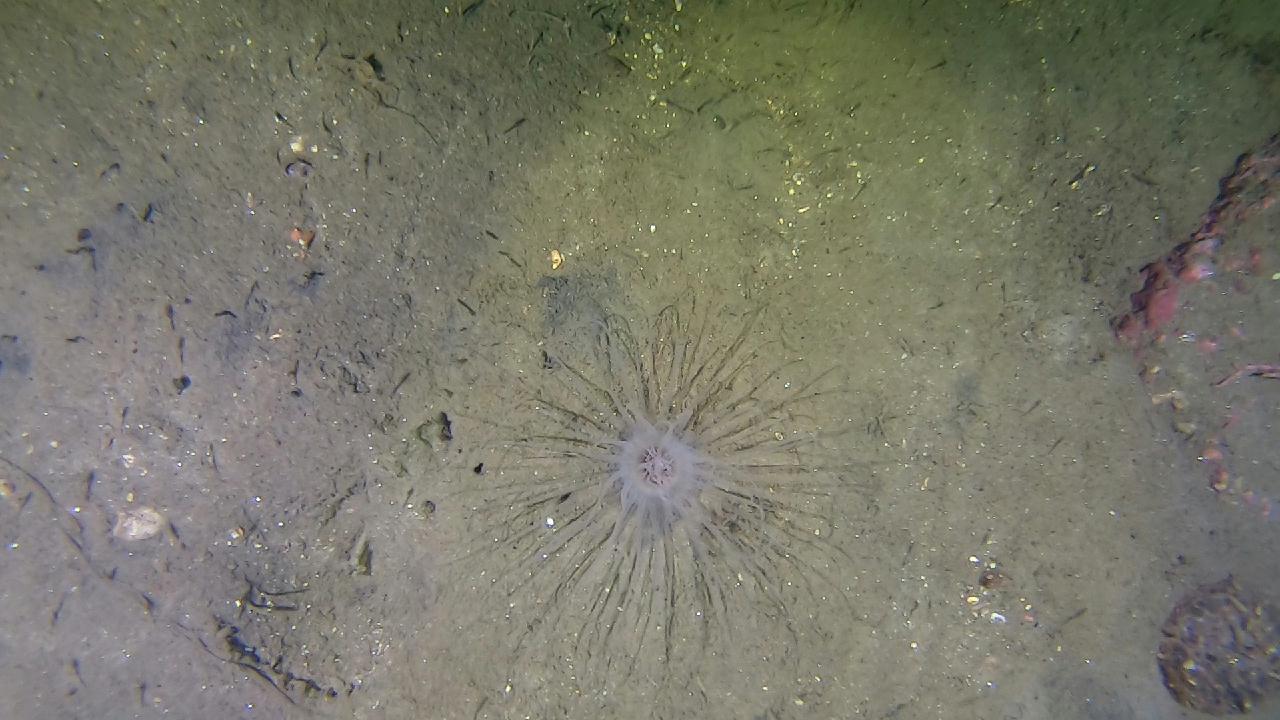 양양 칸다이브_모래바닥, 인공어초