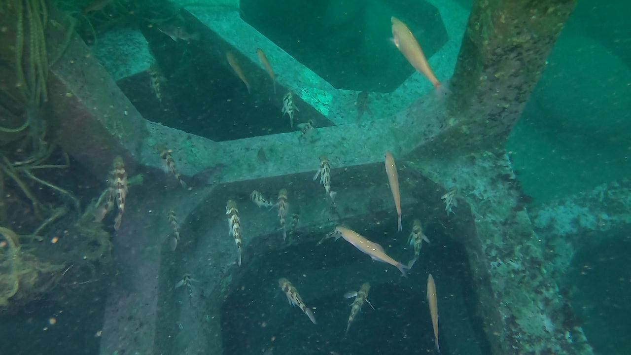 양양 칸다이브_모래바닥, 인공어초