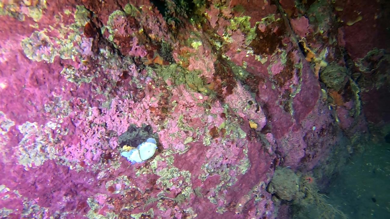 양양 칸다이브_모래바닥, 인공어초