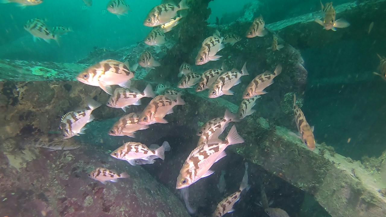 양양 칸다이브_모래바닥, 인공어초