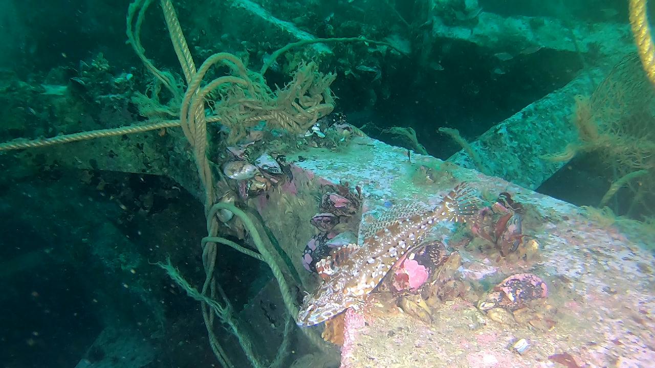 양양 칸다이브_모래바닥, 인공어초