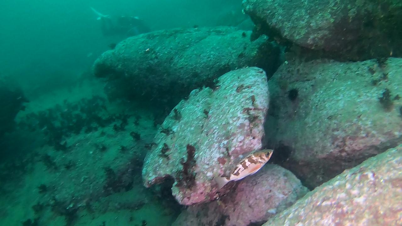 양양 칸다이브_모래바닥, 인공어초