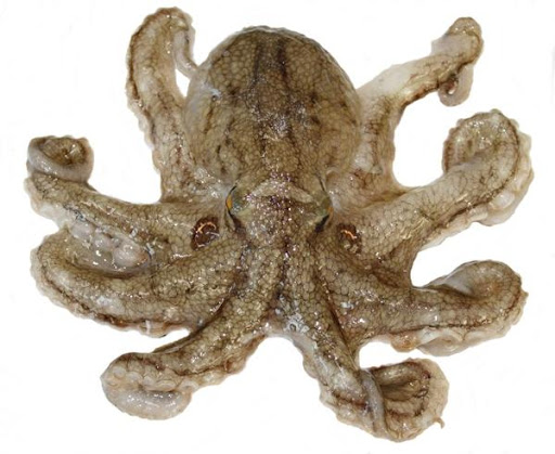 문어, 낙지, 주꾸미 (머머리 3형제)