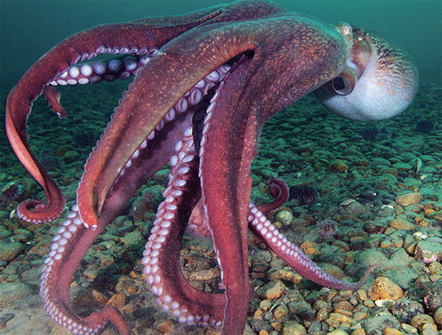 문어, 낙지, 주꾸미 (머머리 3형제)