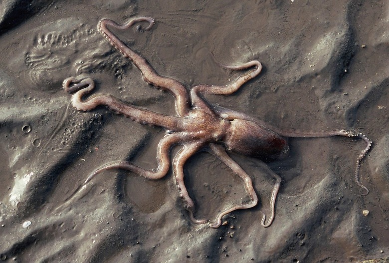 문어, 낙지, 주꾸미 (머머리 3형제)