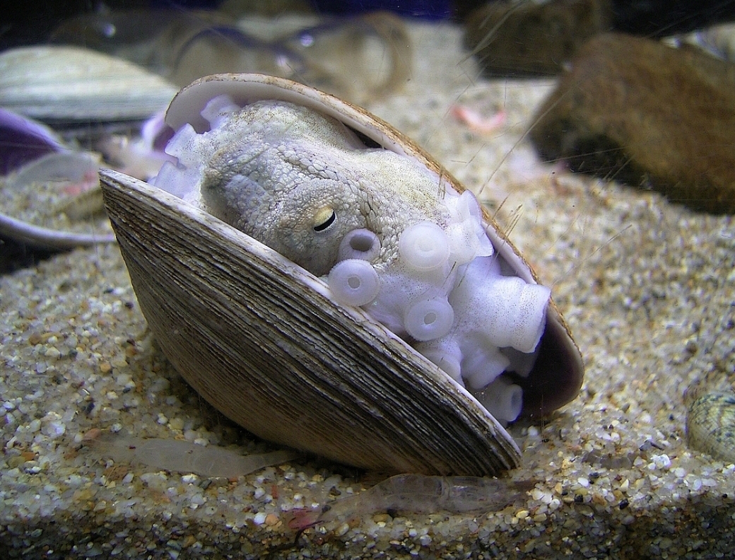 문어, 낙지, 주꾸미 (머머리 3형제)