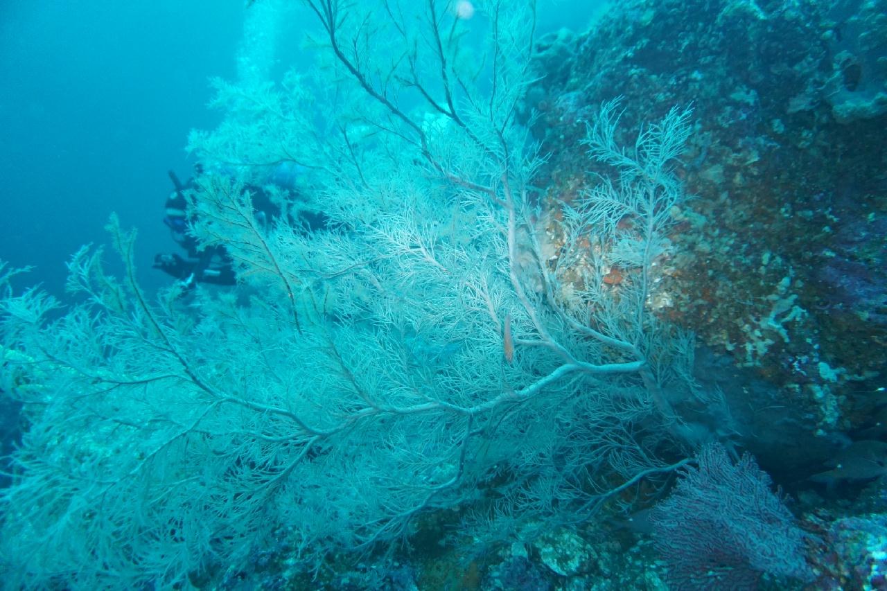 울릉도 죽도 1번 해송포인트