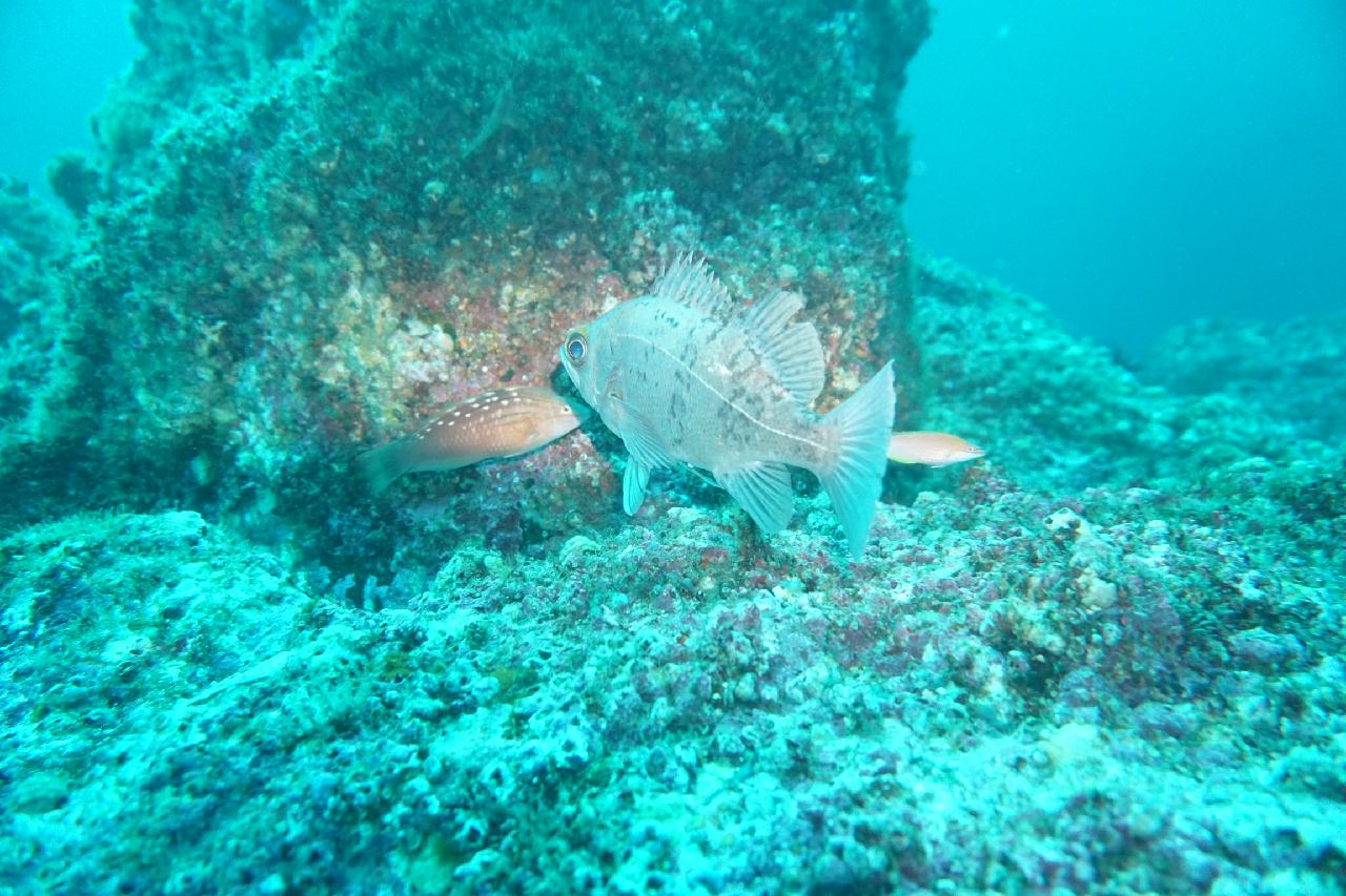 울릉도 죽도 1번 해송포인트