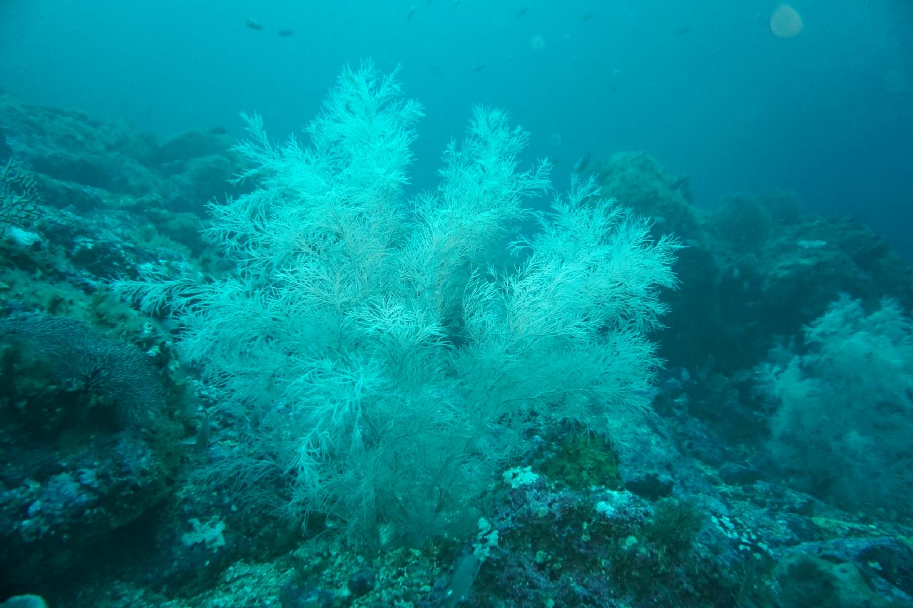 울릉도 죽도 1번 해송포인트