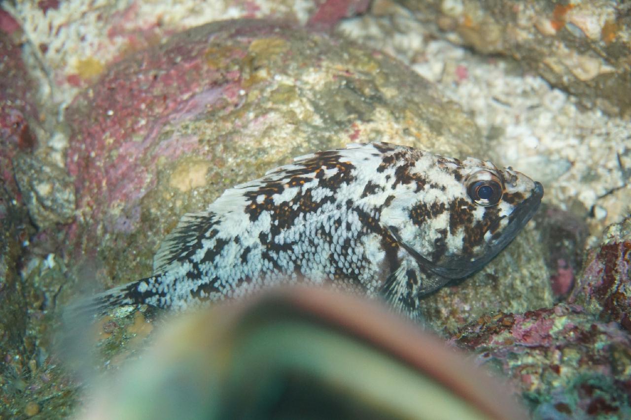 울릉도 죽도 1번 해송포인트