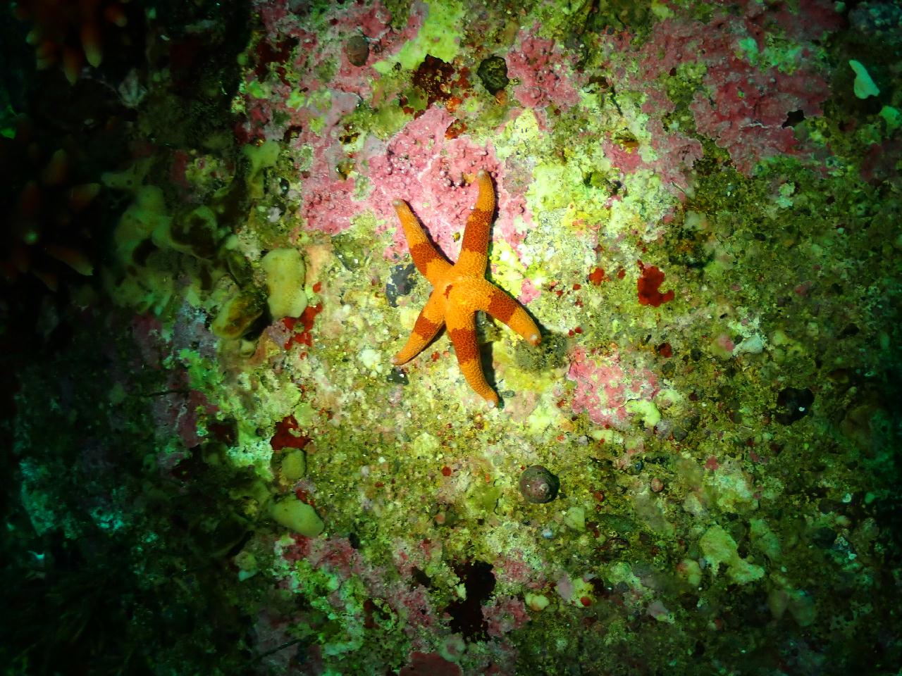 강원.고성.공현진.로맨틱다이브 / 항아리 어초