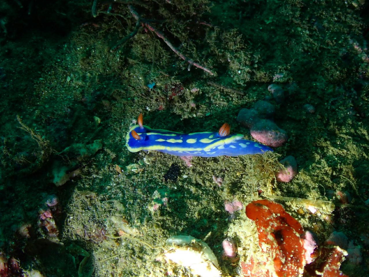 강원.고성.공현진.로맨틱다이브 / 항아리 어초