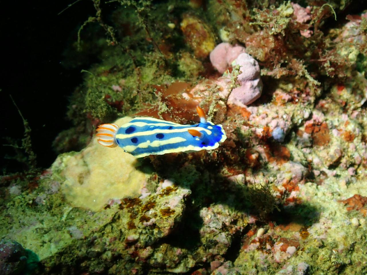 강원.고성.공현진.로맨틱다이브 / 항아리 어초