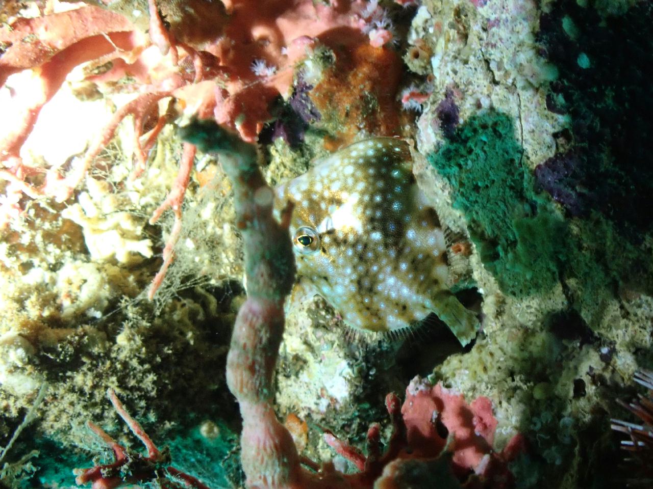 강원.고성.공현진.로맨틱다이브 / 항아리 어초