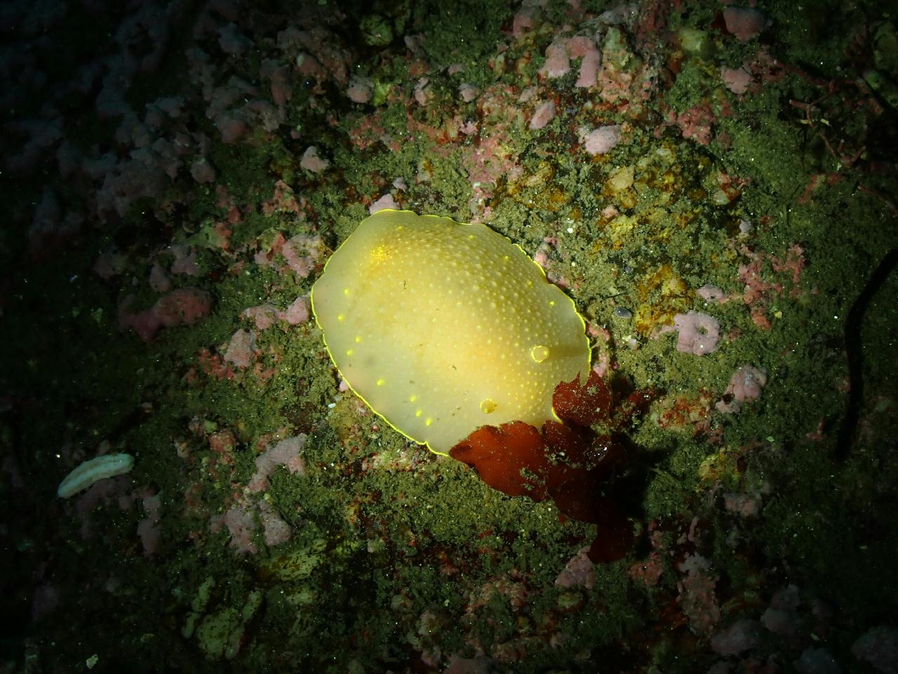 강원.고성.공현진.로맨틱다이브 / 항아리 어초
