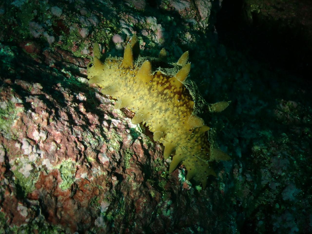 강원.고성.공현진.로맨틱다이브 / 항아리 어초