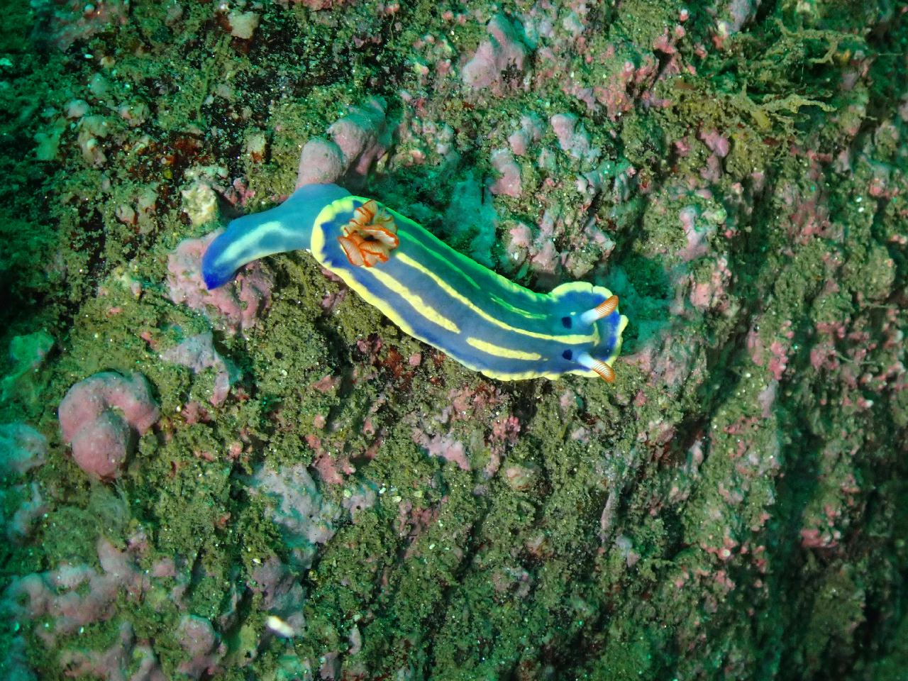 강원.고성.공현진.로맨틱다이브 / 항아리 어초