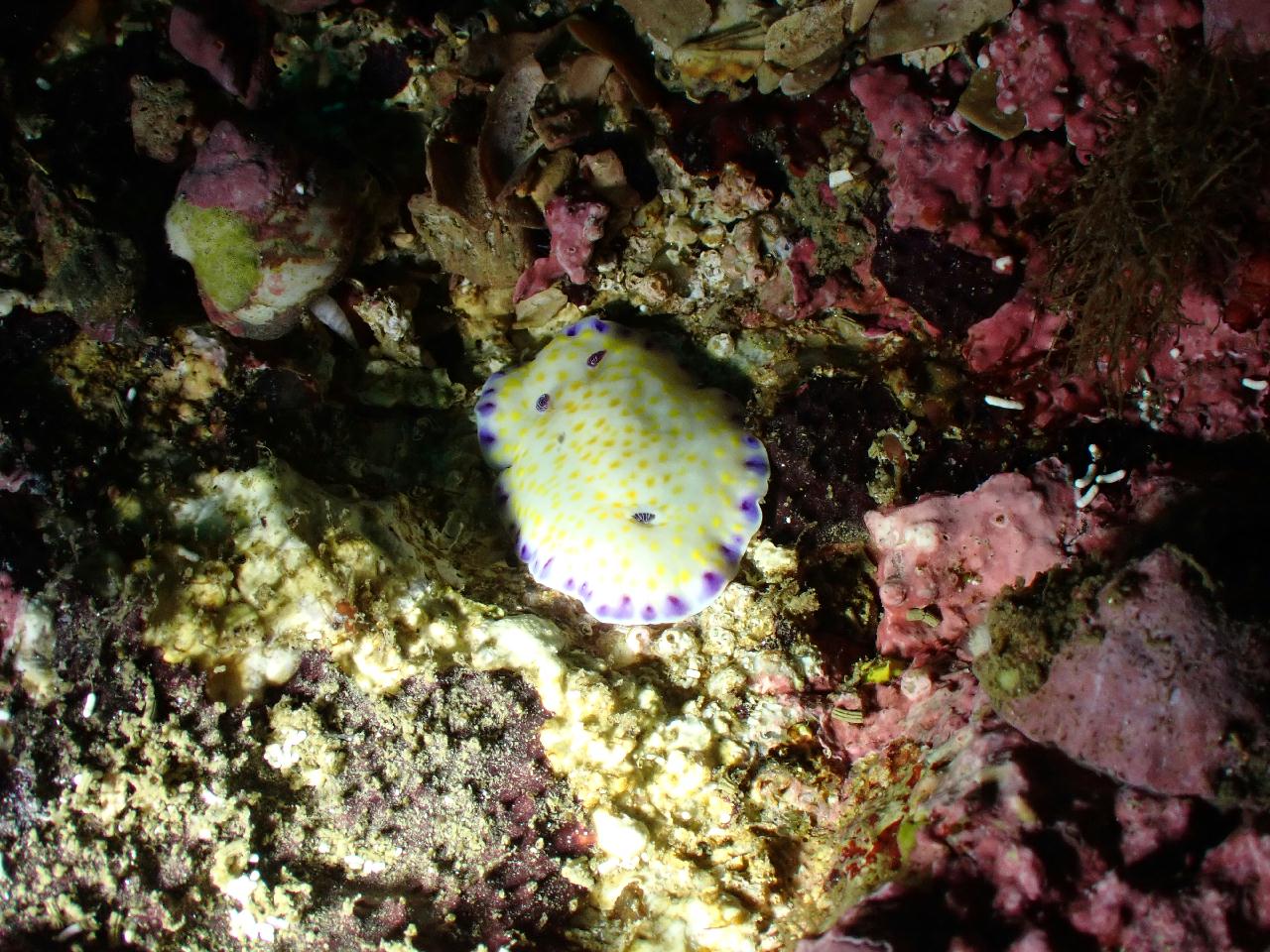 강원.고성.공현진.로맨틱다이브 / 항아리 어초
