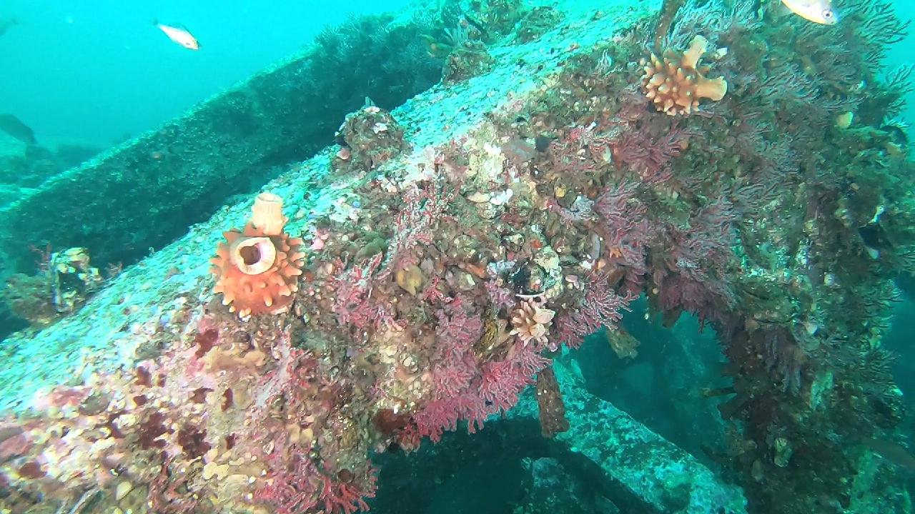 양양 칸다이브_휴휴암 먼곳 어초