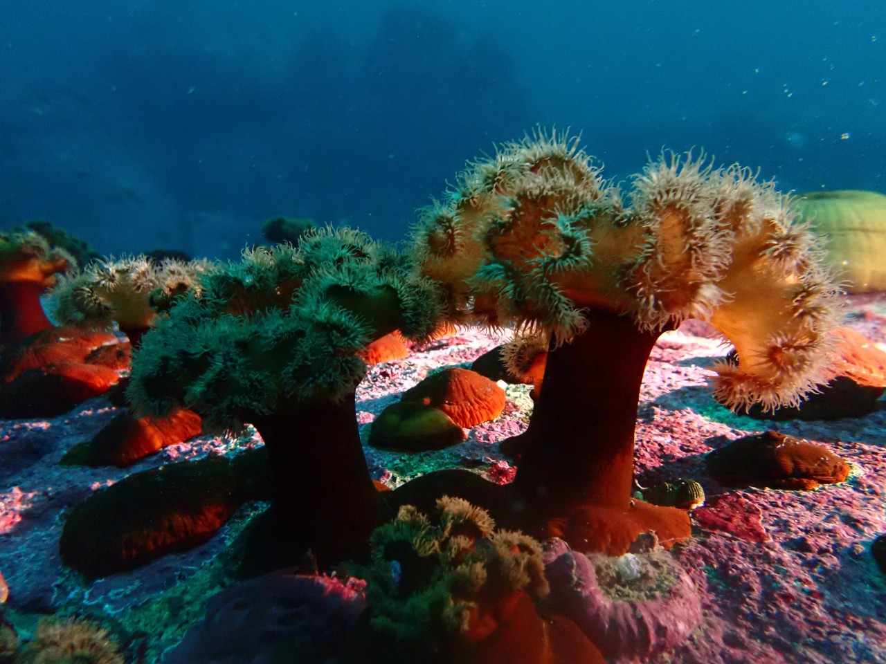 양양 칸다이브_얕은짬