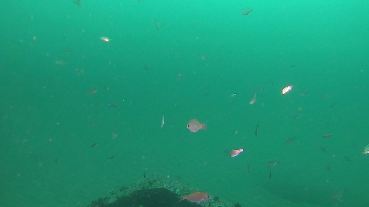 양양 칸다이브_휴휴암 먼곳 어초